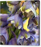 Delphinium Blue Acrylic Print