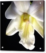 Dendrobium #flower #orchid #floral Acrylic Print