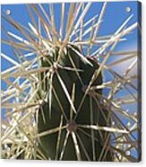 Desert Cactus Acrylic Print