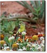 Desert Finch Acrylic Print