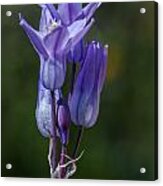 Desert Hyacinth 2 Acrylic Print