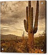 Desert Sentinels Acrylic Print