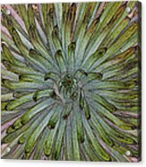 Desert Succulent Acrylic Print