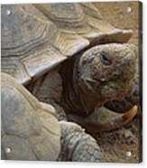 Desert Tortoise Acrylic Print