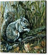 Devon Squirrel Acrylic Print