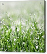 Dew Drenched Morning Acrylic Print