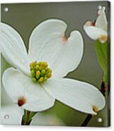 Dew-kissed Dogwood Acrylic Print