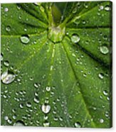 Raindrops On A Lady's Mantle Leaf Acrylic Print