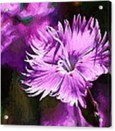 Dianthus Acrylic Print