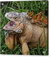 Dinosaur Acrylic Print