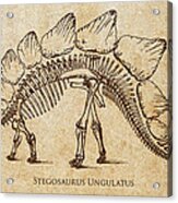 Dinosaur Stegosaurus Ungulatus Acrylic Print