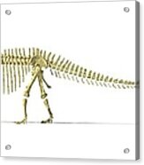 Diplodocus Dinosaur Skeleton, Artwork Acrylic Print