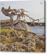 Divi Divi Tree On The Coastline Of Aruba Acrylic Print