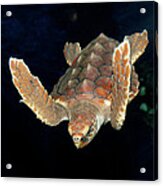 Diving Turtle Acrylic Print