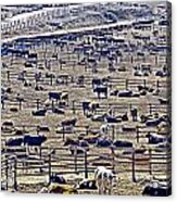 Dodge City Feedlot Acrylic Print