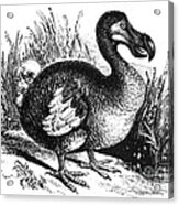 Dodo, Extinct Flightless Bird Acrylic Print