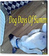 Dog Days Of Summer Acrylic Print