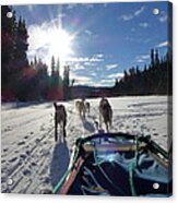 Dog Sledding In The Yukon Acrylic Print