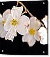 Dog Wood Blossoms Acrylic Print