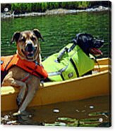 Dogs In A Kayak Acrylic Print