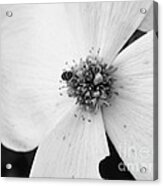 Dogwood Black And White 2 Acrylic Print