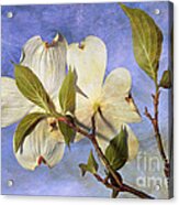 Dogwood Blossoms And Blue Sky - D007963-b Acrylic Print