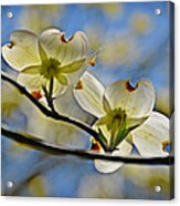 Dogwood Blossoms Acrylic Print