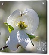 Dogwood Flower Acrylic Print