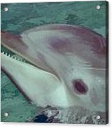 Dolphin At Seaworld Acrylic Print