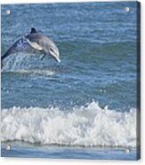 Dolphin In Surf Acrylic Print