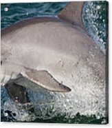 Dolphin Jumping Acrylic Print