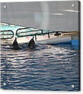 Dolphin Show - National Aquarium In Baltimore Md - 121217 Acrylic Print