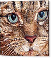 Domestic Tabby Cat Acrylic Print
