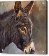 Donkey Acrylic Print