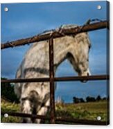 Don't Look Back Acrylic Print