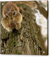 Don't You Even Try To Grab My Nuts! Acrylic Print