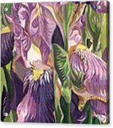 Double Purple Irises -painting Acrylic Print