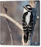 Downey Woodpecker Acrylic Print