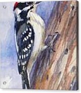 Downey Woodpecker Acrylic Print