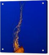 Downward Facing Pacific Sea Nettle 3 Acrylic Print