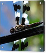 Dragon Fly Magic Acrylic Print