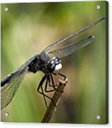 Dragonfly 2 Acrylic Print