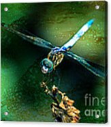 Dragonfly Art By Lesa Fine Acrylic Print