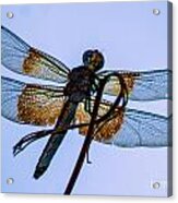 Dragonfly-blue Study Acrylic Print
