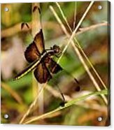 Dragonfly Acrylic Print