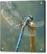 Dragonfly On Stick Acrylic Print