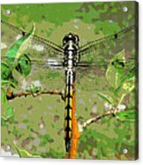 Dragonfly Pastel Acrylic Print