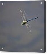 Dragonfly Acrylic Print