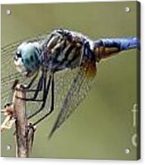 Dragonfly Smile Acrylic Print