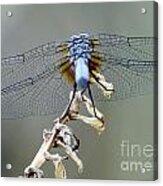 Dragonfly Wing Details Ii Acrylic Print